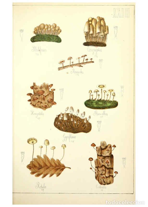 Sammeln von Zeitschriften und Zeitungen: Reproducci&oacute;n/Reproduction 5975230032: Histoire naturelle des champignons comestibles et v&eacute;n&eacute;neux Par