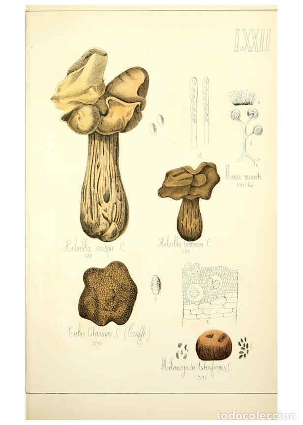Sammeln von Zeitschriften und Zeitungen: Reproducci&oacute;n/Reproduction 5974689109: Histoire naturelle des champignons comestibles et v&eacute;n&eacute;neux Par