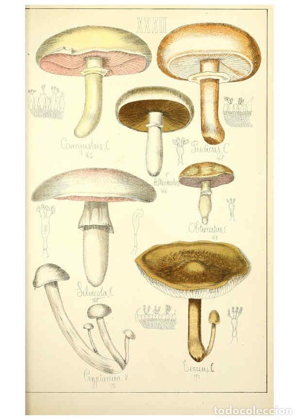 Sammeln von Zeitschriften und Zeitungen: Reproducci&oacute;n/Reproduction 5975233544: Histoire naturelle des champignons comestibles et v&eacute;n&eacute;neux Par