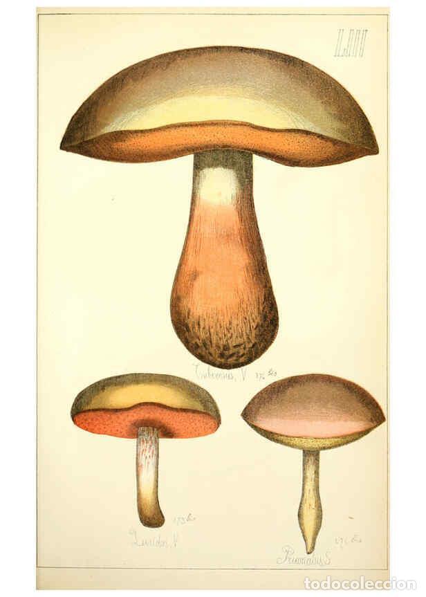 Sammeln von Zeitschriften und Zeitungen: Reproducci&oacute;n/Reproduction 5975241638: Histoire naturelle des champignons comestibles et v&eacute;n&eacute;neux Par
