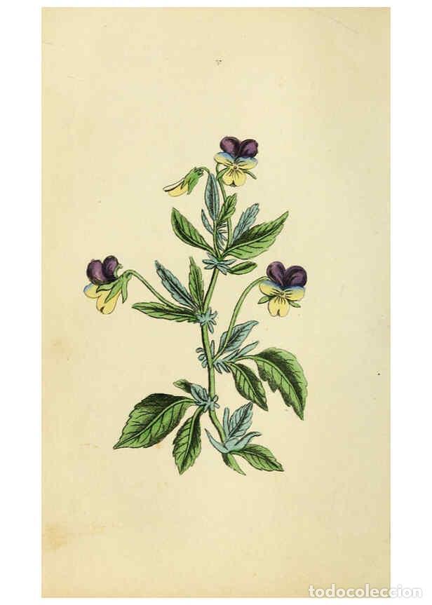 Sammeln von Zeitschriften und Zeitungen: Reproducci&oacute;n/Reproduction 5974532679: Flora and Thalia; or, Gems of flowers and poetry: being an al