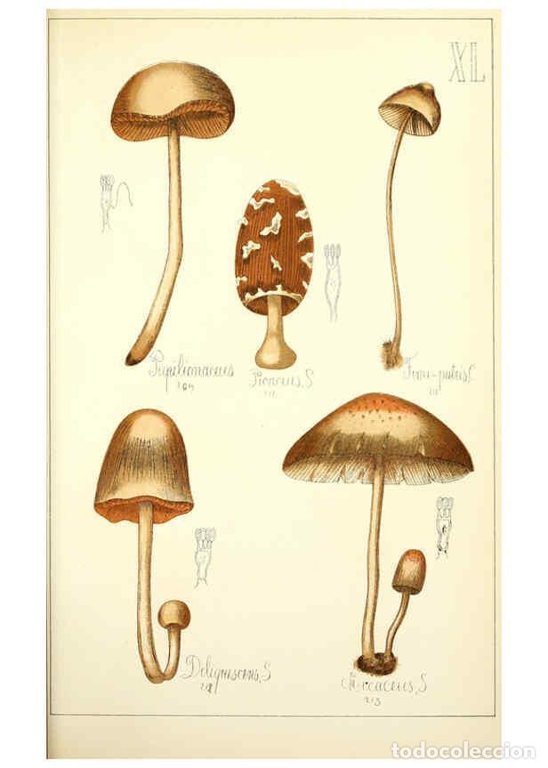 Sammeln von Zeitschriften und Zeitungen: Reproducci&oacute;n/Reproduction 5975236552: Histoire naturelle des champignons comestibles et v&eacute;n&eacute;neux Par