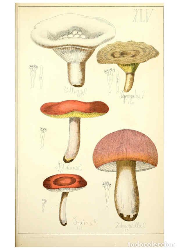 Sammeln von Zeitschriften und Zeitungen: Reproducci&oacute;n/Reproduction 5975238596: Histoire naturelle des champignons comestibles et v&eacute;n&eacute;neux Par