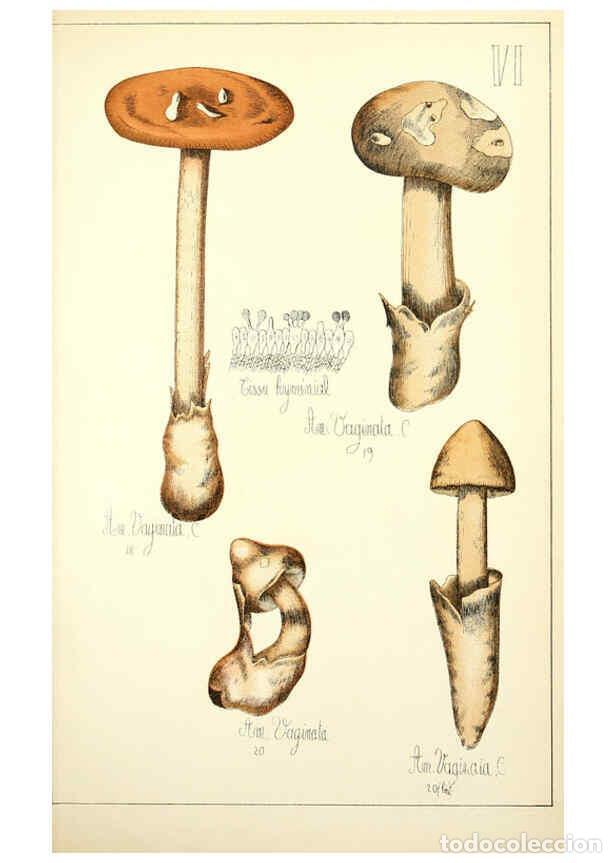 Sammeln von Zeitschriften und Zeitungen: Reproducci&oacute;n/Reproduction 5974661701: Histoire naturelle des champignons comestibles et v&eacute;n&eacute;neux Par