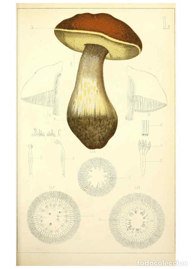 Sammeln von Zeitschriften und Zeitungen: Reproducci&oacute;n/Reproduction 5975240366: Histoire naturelle des champignons comestibles et v&eacute;n&eacute;neux Par