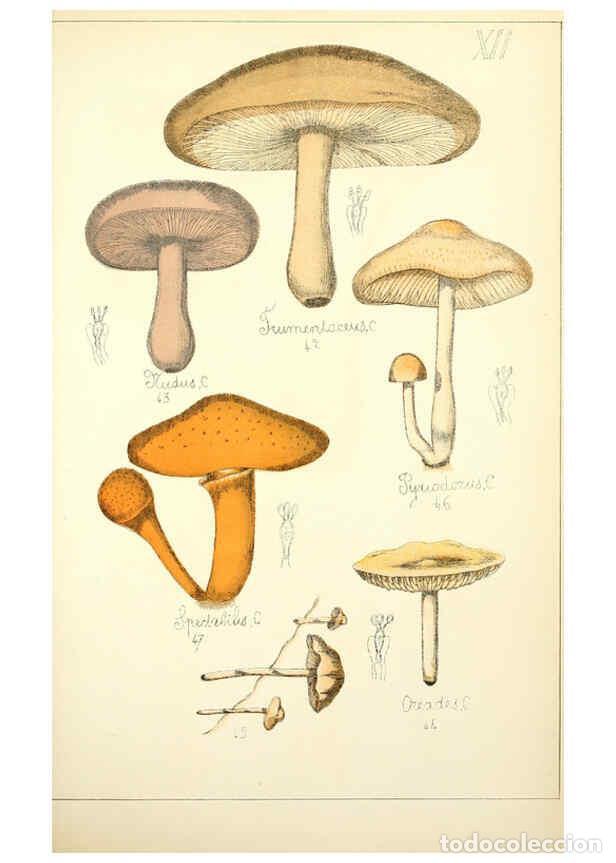 Sammeln von Zeitschriften und Zeitungen: Reproducci&oacute;n/Reproduction 5974664879: Histoire naturelle des champignons comestibles et v&eacute;n&eacute;neux Par