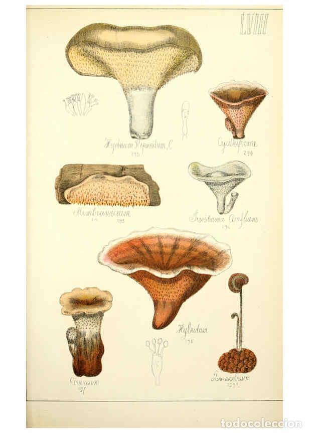 Sammeln von Zeitschriften und Zeitungen: Reproducci&oacute;n/Reproduction 5975243816: Histoire naturelle des champignons comestibles et v&eacute;n&eacute;neux Par