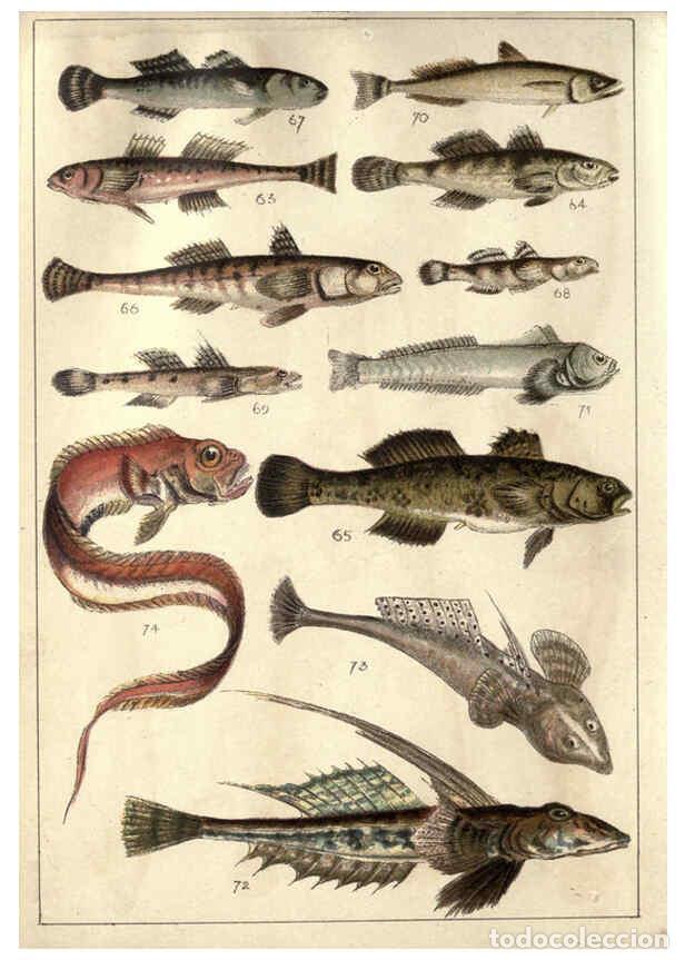 Sammeln von Zeitschriften und Zeitungen: Reproducci&oacute;n/Reproduction 5984484743: Our country's fishes and how to know them London :Simpkin, Ham