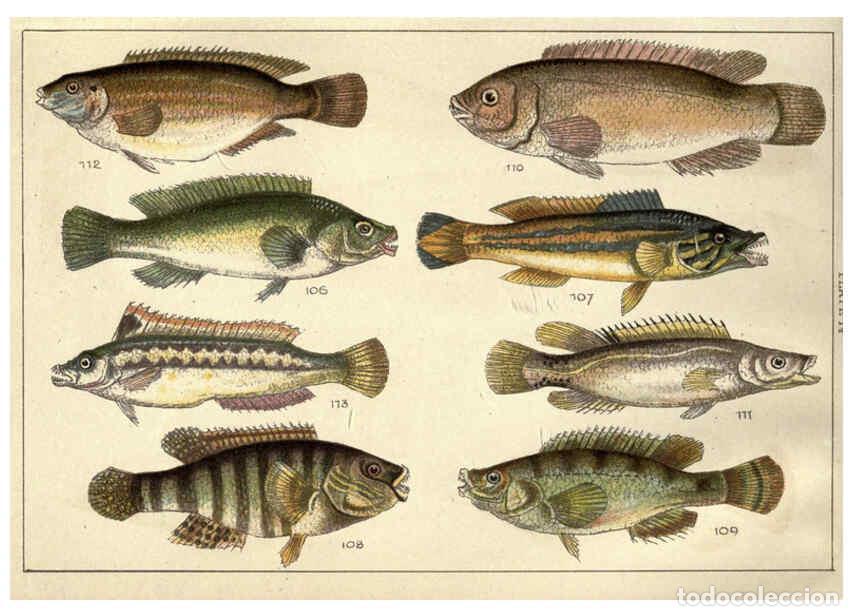 Sammeln von Zeitschriften und Zeitungen: Reproducci&oacute;n/Reproduction 5985049726: Our country's fishes and how to know them London :Simpkin, Ham