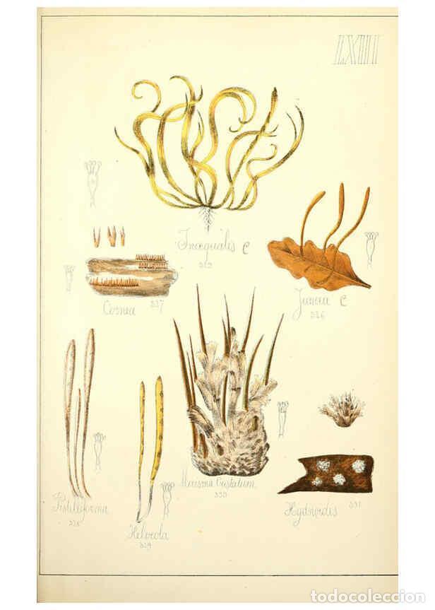 Sammeln von Zeitschriften und Zeitungen: Reproducci&oacute;n/Reproduction 5974685419: Histoire naturelle des champignons comestibles et v&eacute;n&eacute;neux Par