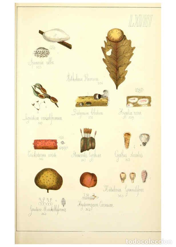 Sammeln von Zeitschriften und Zeitungen: Reproducci&oacute;n/Reproduction 5975248262: Histoire naturelle des champignons comestibles et v&eacute;n&eacute;neux Par