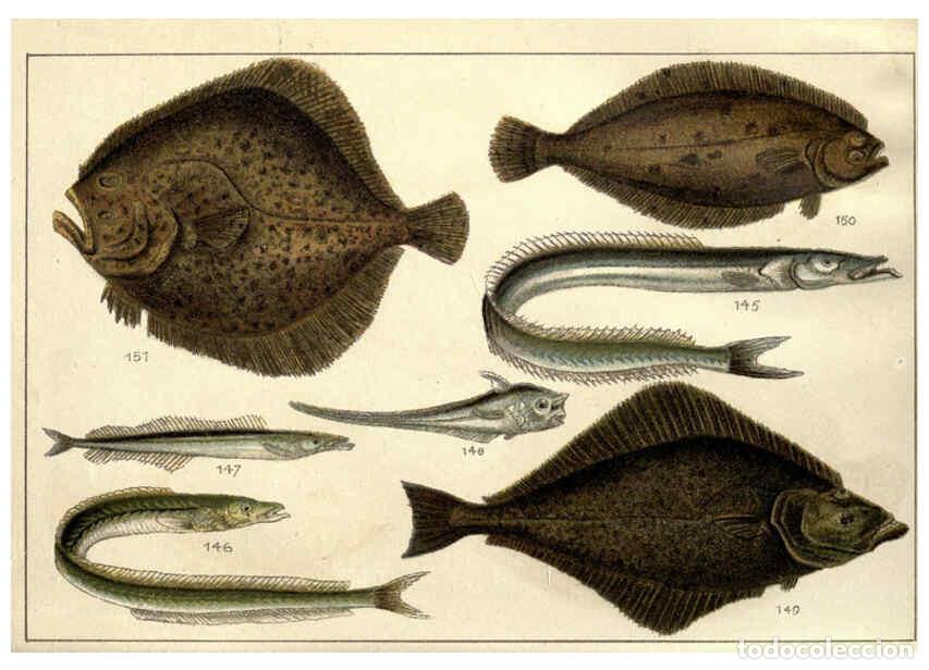 Sammeln von Zeitschriften und Zeitungen: Reproducci&oacute;n/Reproduction 5985050968: Our country's fishes and how to know them London :Simpkin, Ham