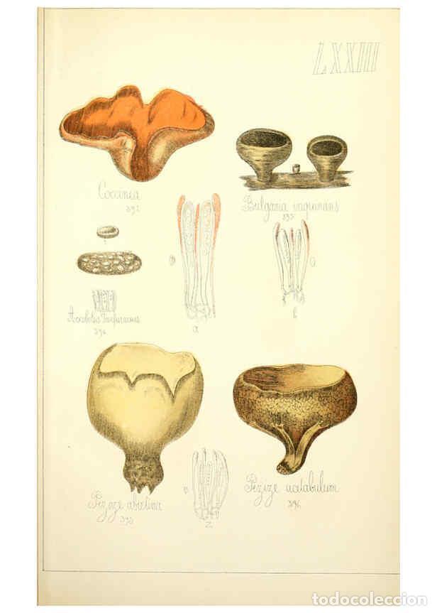 Sammeln von Zeitschriften und Zeitungen: Reproducci&oacute;n/Reproduction 5974689521: Histoire naturelle des champignons comestibles et v&eacute;n&eacute;neux Par