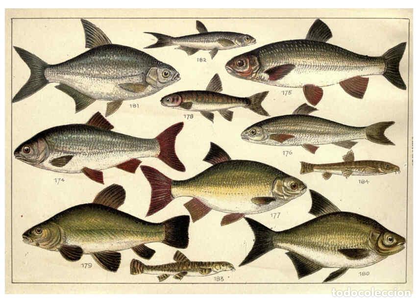 Sammeln von Zeitschriften und Zeitungen: Reproducci&oacute;n/Reproduction 5984488099: Our country's fishes and how to know them London :Simpkin, Ham