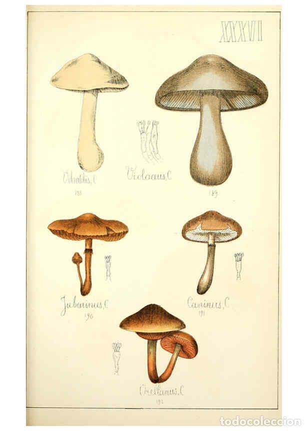 Sammeln von Zeitschriften und Zeitungen: Reproducci&oacute;n/Reproduction 5975234758: Histoire naturelle des champignons comestibles et v&eacute;n&eacute;neux Par