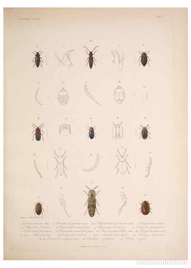 Sammeln von Zeitschriften und Zeitungen: Reproducci&oacute;n/Reproduction 5984241029: Histoire physique, politique et naturelle de l'ile de Cuba: At