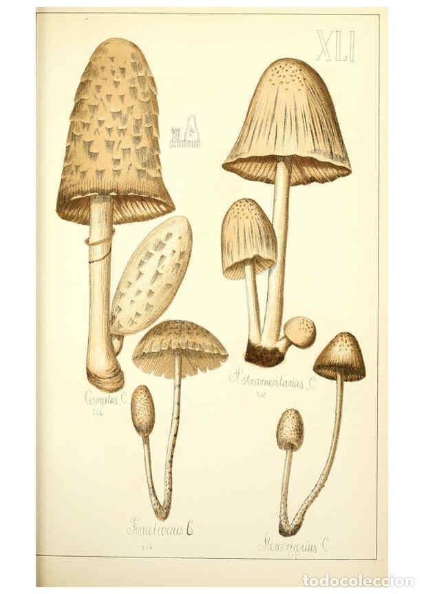 Sammeln von Zeitschriften und Zeitungen: Reproducci&oacute;n/Reproduction 5974676677: Histoire naturelle des champignons comestibles et v&eacute;n&eacute;neux Par