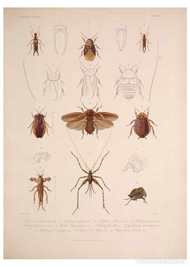 Sammeln von Zeitschriften und Zeitungen: Reproducci&oacute;n/Reproduction 5984804960: Histoire physique, politique et naturelle de l'ile de Cuba: At