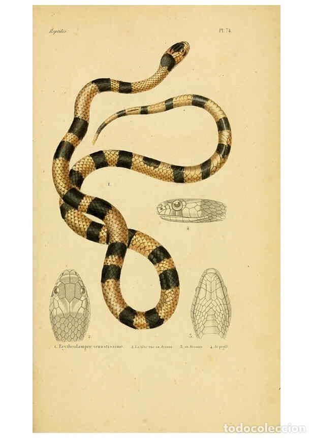 Sammeln von Zeitschriften und Zeitungen: Reproducci&oacute;n/Reproduction 5982419460: Erp&eacute;tologie g&eacute;n&eacute;rale, ou, Histoire naturelle compl&egrave;te des rept