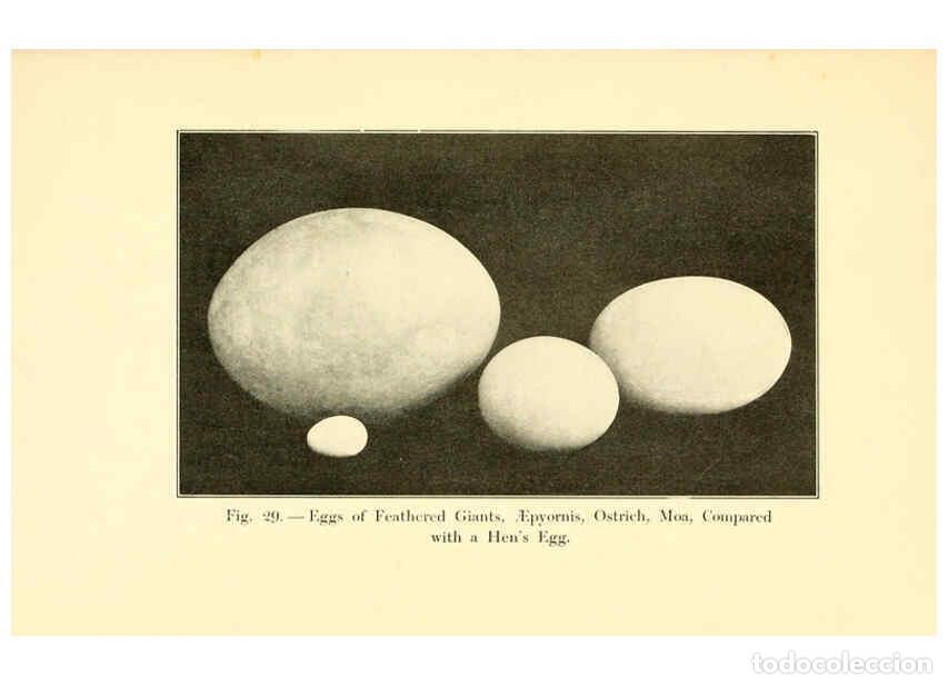 Sammeln von Zeitschriften und Zeitungen: Reproducci&oacute;n/Reproduction 5985156816: Animals of the past New York,McClure, Phillips & Co.,1901 - Fr