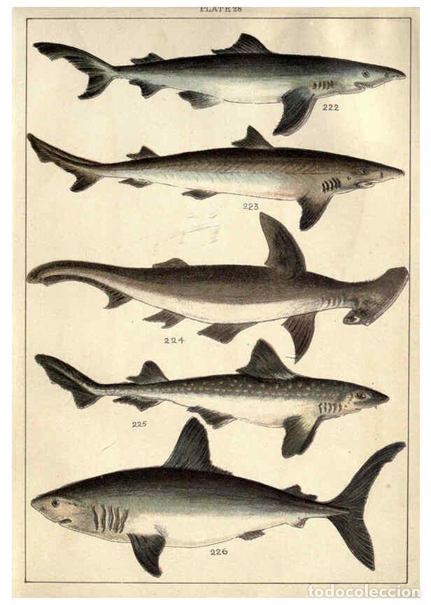 Sammeln von Zeitschriften und Zeitungen: Reproducci&oacute;n/Reproduction 5985053236: Our country's fishes and how to know them London :Simpkin, Ham