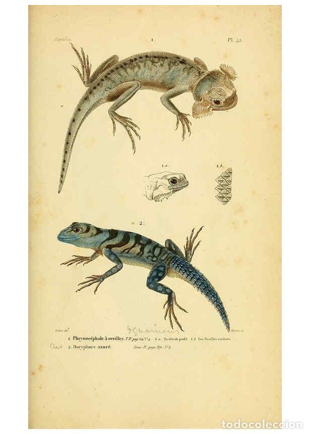 Sammeln von Zeitschriften und Zeitungen: Reproducci&oacute;n/Reproduction 5982408042: Erp&eacute;tologie g&eacute;n&eacute;rale, ou, Histoire naturelle compl&egrave;te des rept