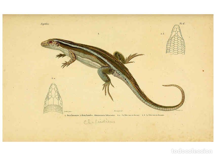 Sammeln von Zeitschriften und Zeitungen: Reproducci&oacute;n/Reproduction 5981849325: Erp&eacute;tologie g&eacute;n&eacute;rale, ou, Histoire naturelle compl&egrave;te des rept