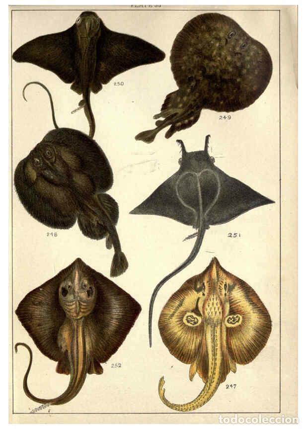 Sammeln von Zeitschriften und Zeitungen: Reproducci&oacute;n/Reproduction 5984490511: Our country's fishes and how to know them London :Simpkin, Ham