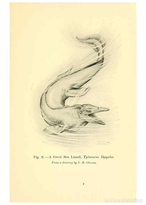 Sammeln von Zeitschriften und Zeitungen: Reproducci&oacute;n/Reproduction 5985154320: Animals of the past New York,McClure, Phillips & Co.,1901 - Fr