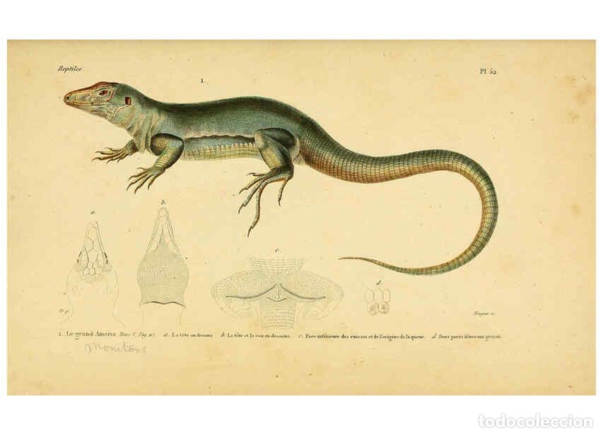 Sammeln von Zeitschriften und Zeitungen: Reproducci&oacute;n/Reproduction 5982412270: Erp&eacute;tologie g&eacute;n&eacute;rale, ou, Histoire naturelle compl&egrave;te des rept