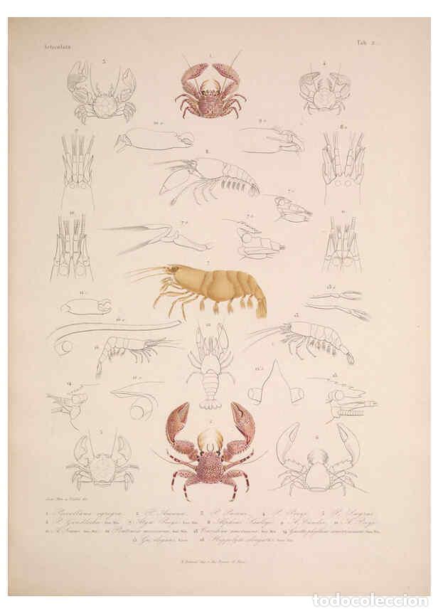 Sammeln von Zeitschriften und Zeitungen: Reproducci&oacute;n/Reproduction 5984239869: Histoire physique, politique et naturelle de l'ile de Cuba: At