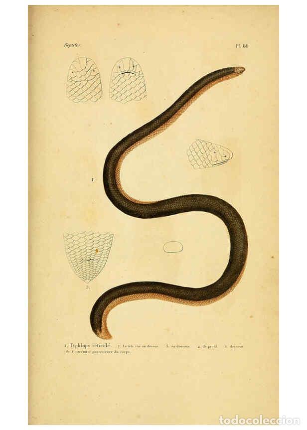 Sammeln von Zeitschriften und Zeitungen: Reproducci&oacute;n/Reproduction 5982414880: Erp&eacute;tologie g&eacute;n&eacute;rale, ou, Histoire naturelle compl&egrave;te des rept