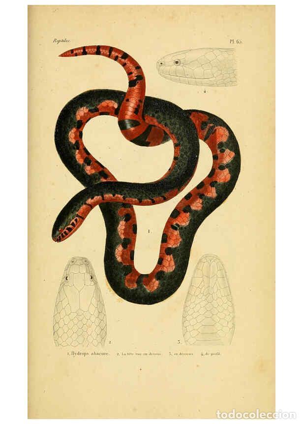 Sammeln von Zeitschriften und Zeitungen: Reproducci&oacute;n/Reproduction 5981855251: Erp&eacute;tologie g&eacute;n&eacute;rale, ou, Histoire naturelle compl&egrave;te des rept