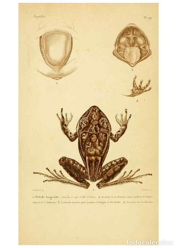 Sammeln von Zeitschriften und Zeitungen: Reproducci&oacute;n/Reproduction 5981878207: Erp&eacute;tologie g&eacute;n&eacute;rale, ou, Histoire naturelle compl&egrave;te des rept