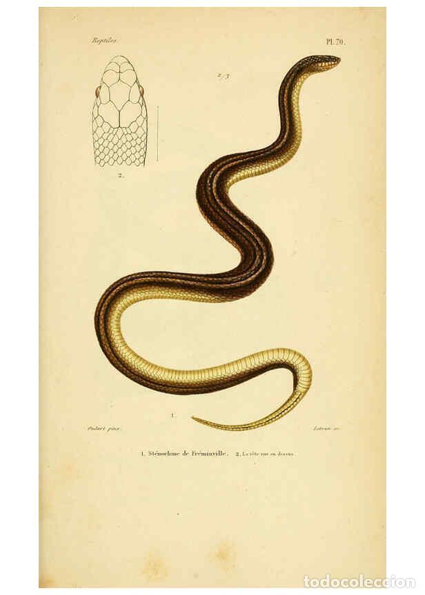 Sammeln von Zeitschriften und Zeitungen: Reproducci&oacute;n/Reproduction 5982417890: Erp&eacute;tologie g&eacute;n&eacute;rale, ou, Histoire naturelle compl&egrave;te des rept