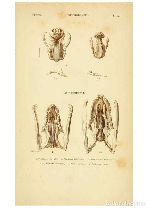 Sammeln von Zeitschriften und Zeitungen: Reproducci&oacute;n/Reproduction 5982419708: Erp&eacute;tologie g&eacute;n&eacute;rale, ou, Histoire naturelle compl&egrave;te des rept