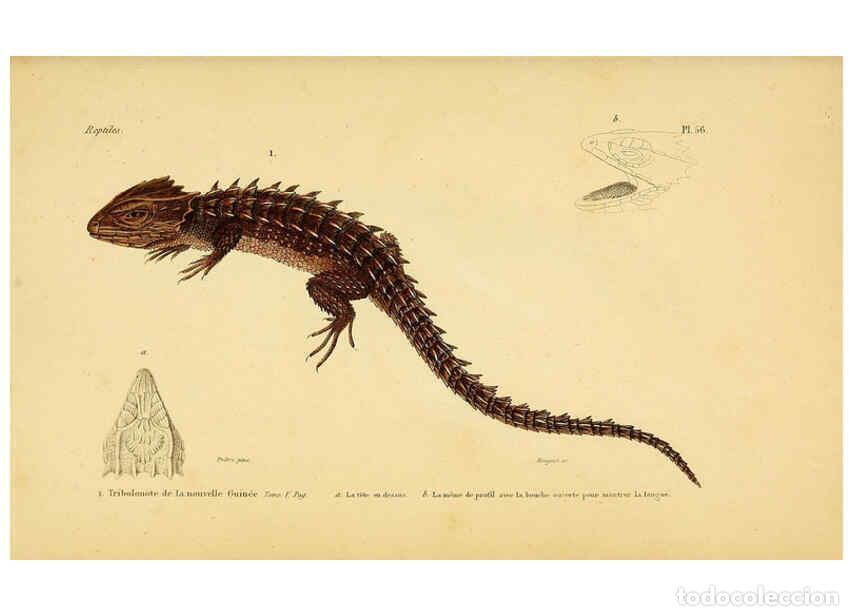 Sammeln von Zeitschriften und Zeitungen: Reproducci&oacute;n/Reproduction 5982413652: Erp&eacute;tologie g&eacute;n&eacute;rale, ou, Histoire naturelle compl&egrave;te des rept