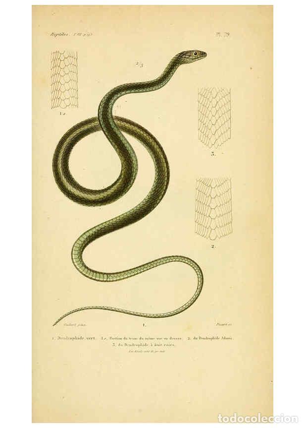 Sammeln von Zeitschriften und Zeitungen: Reproducci&oacute;n/Reproduction 5982422668: Erp&eacute;tologie g&eacute;n&eacute;rale, ou, Histoire naturelle compl&egrave;te des rept