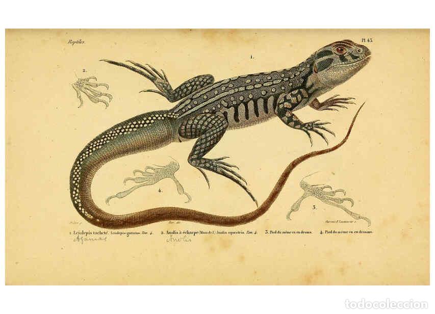 Sammeln von Zeitschriften und Zeitungen: Reproducci&oacute;n/Reproduction 5981847637: Erp&eacute;tologie g&eacute;n&eacute;rale, ou, Histoire naturelle compl&egrave;te des rept