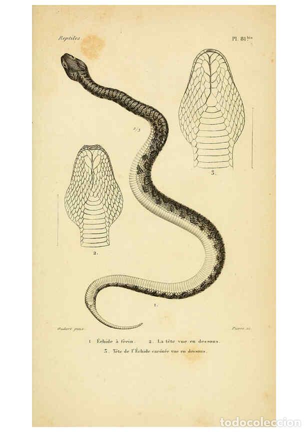 Sammeln von Zeitschriften und Zeitungen: Reproducci&oacute;n/Reproduction 5981863805: Erp&eacute;tologie g&eacute;n&eacute;rale, ou, Histoire naturelle compl&egrave;te des rept
