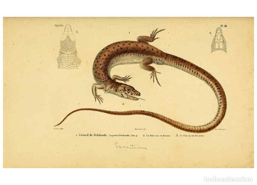 Sammeln von Zeitschriften und Zeitungen: Reproducci&oacute;n/Reproduction 5981849623: Erp&eacute;tologie g&eacute;n&eacute;rale, ou, Histoire naturelle compl&egrave;te des rept