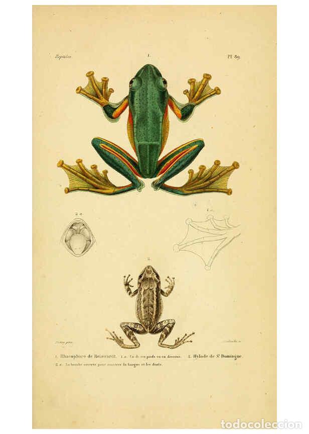 Sammeln von Zeitschriften und Zeitungen: Reproducci&oacute;n/Reproduction 5982435134: Erp&eacute;tologie g&eacute;n&eacute;rale, ou, Histoire naturelle compl&egrave;te des rept