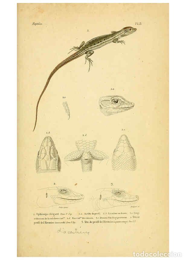 Sammeln von Zeitschriften und Zeitungen: Reproducci&oacute;n/Reproduction 5981851563: Erp&eacute;tologie g&eacute;n&eacute;rale, ou, Histoire naturelle compl&egrave;te des rept