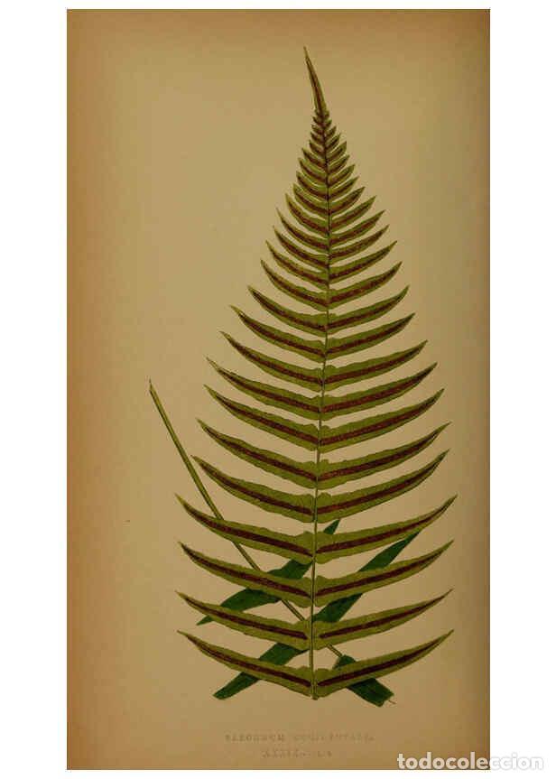 Sammeln von Zeitschriften und Zeitungen: Reproducci&oacute;n/Reproduction 5985434382: Ferns: British and exotic V.4 London,Groombridge and Sons,1856