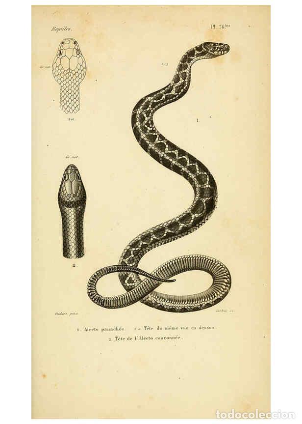 Sammeln von Zeitschriften und Zeitungen: Reproducci&oacute;n/Reproduction 5981859815: Erp&eacute;tologie g&eacute;n&eacute;rale, ou, Histoire naturelle compl&egrave;te des rept