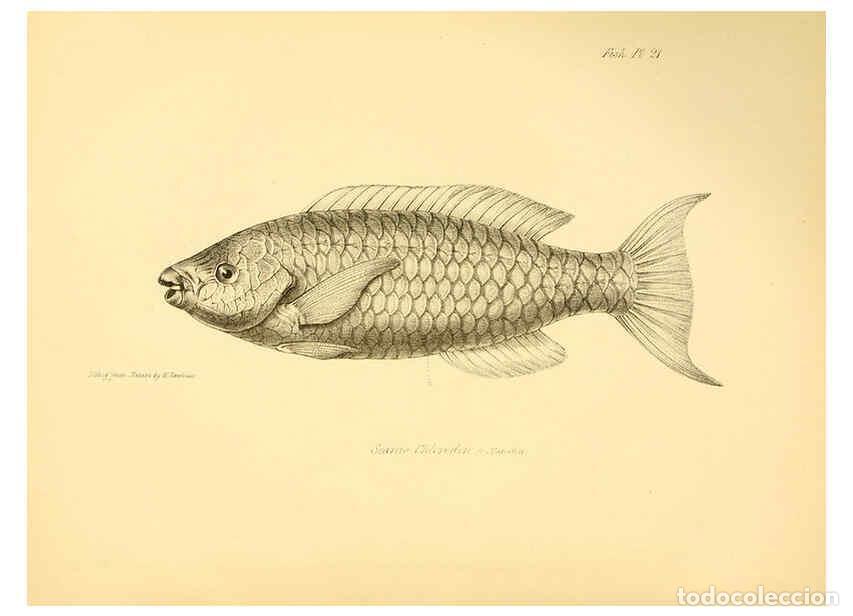 Sammeln von Zeitschriften und Zeitungen: Reproducci&oacute;n/Reproduction 5985490792: The zoology of the voyage of H.M.S. Beagle, pt.4 London,Smith,