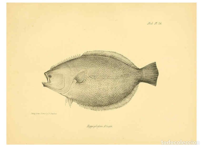 Sammeln von Zeitschriften und Zeitungen: Reproducci&oacute;n/Reproduction 5985491936: The zoology of the voyage of H.M.S. Beagle, pt.4 London,Smith,