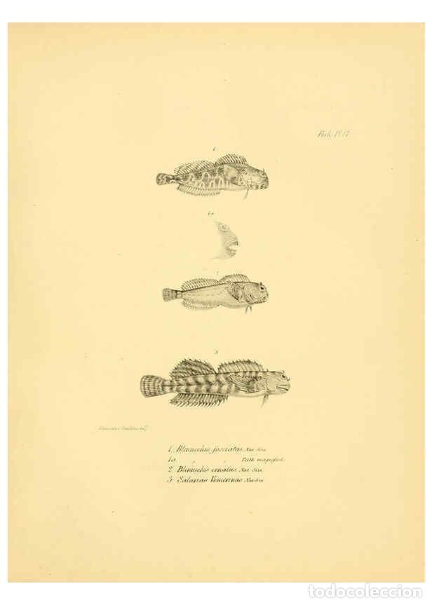 Collection Magazines and Newspapers: Reproducci&oacute;n/Reproduction 5984927765: The zoology of the voyage of H.M.S. Beagle, pt.4 London,Smith,