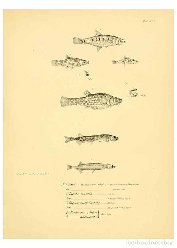 Colecionismo de Revistas e Jornais: Reproducci&oacute;n/Reproduction 5984928975: The zoology of the voyage of H.M.S. Beagle, pt.4 London,Smith,