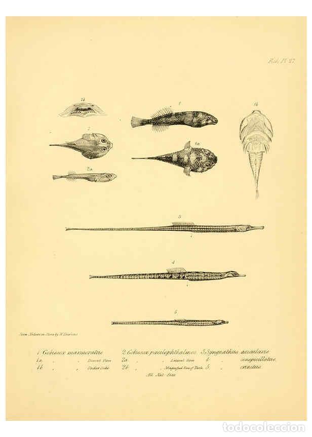 Sammeln von Zeitschriften und Zeitungen: Reproducci&oacute;n/Reproduction 5985492234: The zoology of the voyage of H.M.S. Beagle, pt.4 London,Smith,